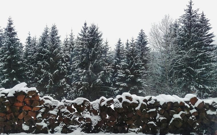 christmas-trees-farm